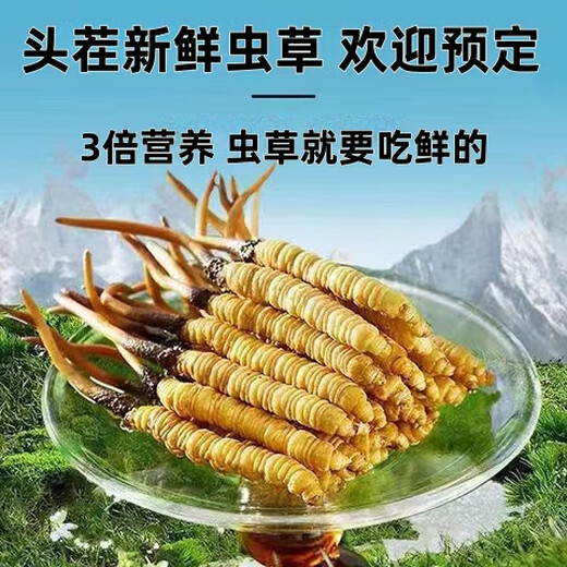 2025 frischer Cordyceps Kopfperiode Authentische frische Cordyceps -Auswahl an frischem Gras und Gras SF Express Kaltkette Produktion Direktes Haar. Jeder tibetische frische Cordyceps ist 1,6-1,8 Gramm und 10 Stücke 10 Stücke