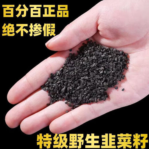 Beijing Tongrentang quality authentic fried leek seeds Chinese medicinal materials wild leek seeds powder men's wine and tea canned 1 can of cooked leek seeds 250 grams