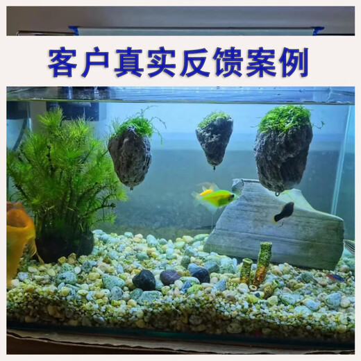 Runhuanian fish tank, water plant landscaping stone, Moss pumice stone, Avatar suspended stone, lazy water plant, water feature, fish and shrimp avoidance ornament, suspended stone package 2, two large and three small, sticky with water