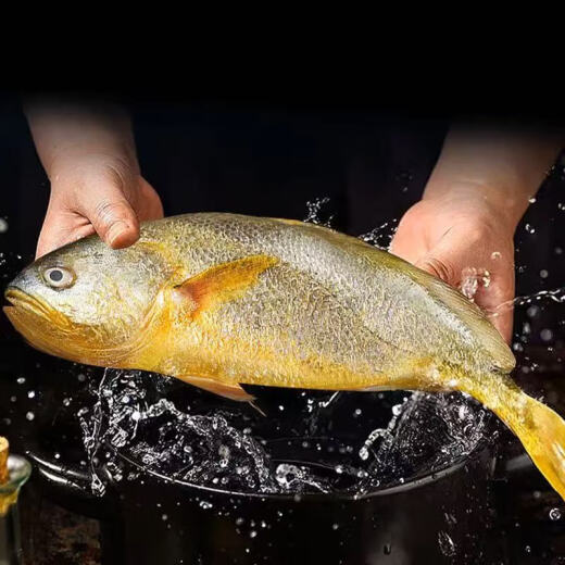 Old crabs, three go to Ningde big yellow croaker, seasoning yellow croaker, barbecue and cooking seafood, mellow yellow croaker, 1050g (350g*3 pieces)