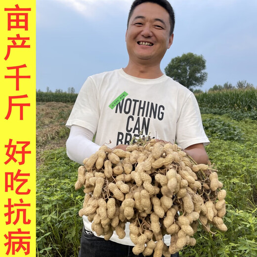 Super peanut seed original species Academy of Agricultural Sciences early-maturing shelled peanut seeds disease-resistant national Keluhua No. 8 seeds 500 grams One Jin Jin is equal to 0.5 kilograms