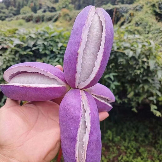 New August melon of the year, August fried in four seasons, seedless August melon seeds, August fried in the courtyard, selected fine varieties, best selling #1, about 25 pieces