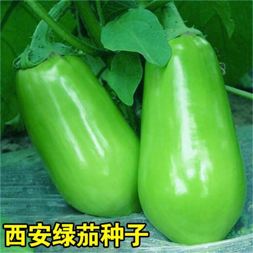 Shop Green Canned Eggplant Seeds Four Seasons Vegetables Green Eggplant Green Skin Cold-resistant Spring and Autumn Vegetables Green Round Eggplant Seeds Selected New Seeds 1 Pack of Approximately 188 Seeds Easy to Plant