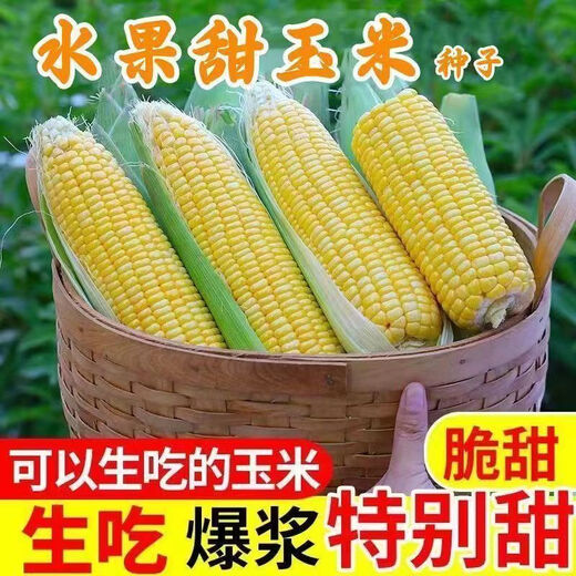 Sweet and crispy fruit corn big sticks, early maturing, fragrant and super sweet corn, eaten raw in the field for all seasons, high quality fruit corn seeds, newly planted in season - 2 packs, about 102 seeds