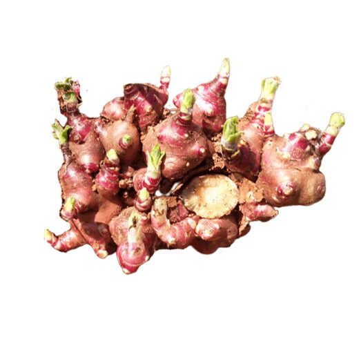 Yunnan Tianshan yacon seedlings are now dug, yellow-heart high-yielding seeds are sprouted, and red-heart yacon bulb seeds are 5 Jin Jin equal to 0.5 kg. Selected seedlings can be planted directly.