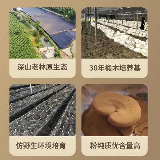 却老斋牌 破壁灵芝孢子粉片剂0.5g80片增强免疫力高多糖2.6%营养保健品 片剂80片*1盒【尝鲜量】