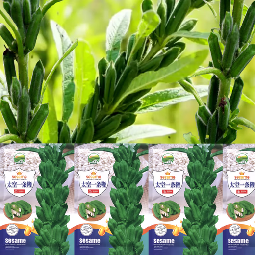 Space One Whip White Sesame Seeds Resistant to Repeated Cropping, High Oil and High Yield Sesame Seeds Dwarf Stem Capsules Eight-Ringed Field Harvest Space One Whip Sesame Seeds Original 100g 1 Bag