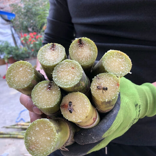Guangxi Golden Fruit Sugarcane, yellow-skinned sugarcane seedlings, crispy, sweet, green-skinned sugarcane tails, fresh thin skin, 10 yellow-skinned sugarcane tails/3-5 spores each