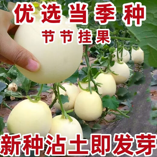 Qizhe Super Sweet White Sugar Melon Seed Super Sweet Early Melon Ripe Seed White Honey Melon Can High Yield Sweet Sugar Melon Seed Fruit All Seasons White Sugar Honey Melon Seed Trial Pack 5