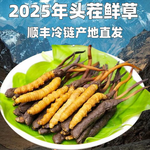 Fresh Cordyceps sinensis first stubble fresh grass genuine large size 2025 head fresh grass SF Express cold chain origin directly shipped Tibet fresh Cordyceps 0.6-0.7 grams each pack of 100 pieces