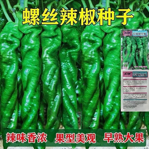 Four Seasons Planting Extra Large Spicy Pepper Thin-Skinned Spicy Chili Seeds Hangzhou Pepper Garden Potted Seasonal Vegetables Spicy Big Fruit Spicy Pepper Seeds New Species Selected 205 7WQ