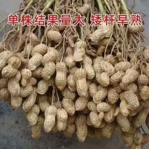 Shandong Haihua No. 1 Peanut Seed Academy of Agricultural Sciences Thin-shell Large Peanut Seed Wholesale 3Jin Jin equals 0.5kg