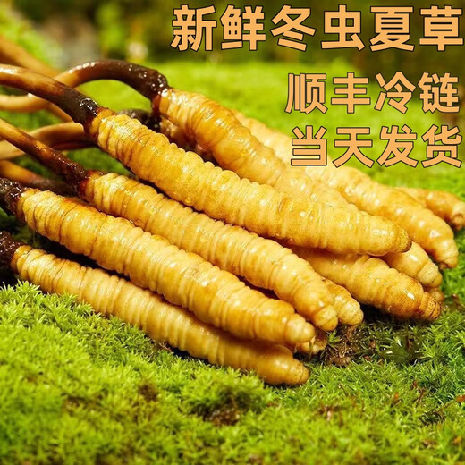 Fresh Cordyceps sinensis in the first period 2025 first stubble fine fresh Cordyceps is now dug. SF Express cold chain shipped for self-use on the same day. Tibet Nagqu fresh grass is 0.5-0.6 grams each. 20 pieces of 20 pieces
