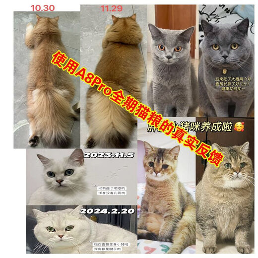 Baichan price Asilison A8PRO full price cat food for adult cats and kittens general cat main food fattening gill salmon 4.5Jin Jin is equal to 0.5kg 1 pack fattening gills hair beauty care intestines formula full-term cat food