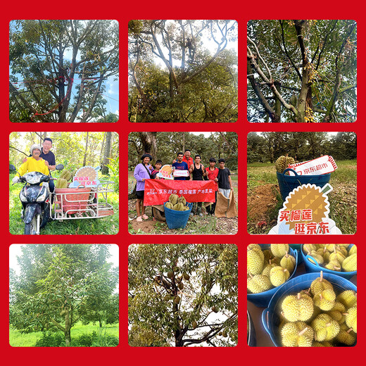 Jingxiansheng imported golden pillow durian, net weight 6-7Jin Jin is equal to 0.5kg, 1 pack, fresh fruit, fresh fruit