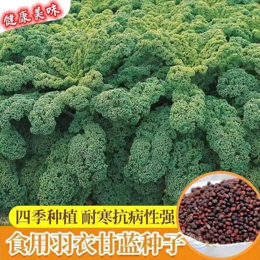 Kale seeds, cold-resistant edible olives on the balcony, easy to grow potted vegetable seeds in the field, kale seeds, a good choice for new species, 1 pack of about 200 capsules