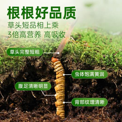 源江草新鲜冬虫夏草 2025新鲜虫草 滋补营养品 大号断草-50克