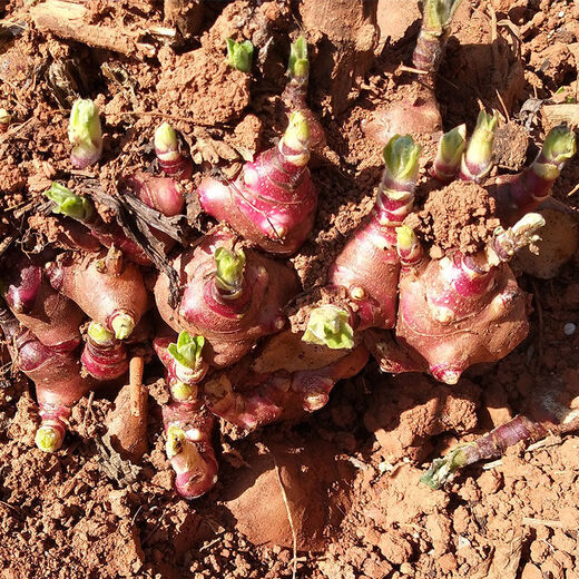 Yunnan Tianshan yacon seedlings are now dug, yellow-heart high-yielding seeds are sprouted, and red-heart yacon bulb seeds are 5 Jin Jin equal to 0.5 kg. Selected seedlings can be planted directly.
