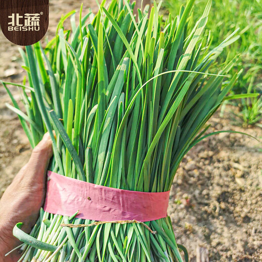 Northern vegetables leek seed seedlings small leaves all year round northern and southern family balcony rapeseed small fine leaf leek seeds 10g