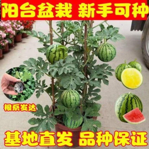 Watermelon seedlings grafted 8424 Extra Sweet Kirin Super Sweet Seedless Midu Watermelon Seedlings Potted Planting Watermelon Seedlings 2K Buy 4+2 (Real Harvest 6) + Fertilizer