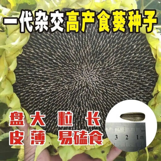 Edible Seneca sunflower seeds are easy to grow high-yielding melon seeds. Edible Sunflower seeds are grown in the field. Edible Seneca sunflower seeds are about 250 capsules and 5 packs.