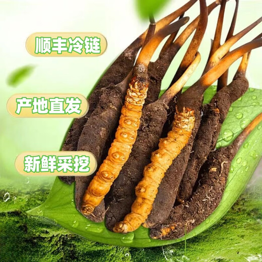 2025 Cordyceps frais Sinensis Time supérieur sélectionné Cordyceps frais SF Express Chaîne froide Origine droite CHEAUX GRANDE GROUPE FRÈS. Chaque cordyceps frais du Tibet a 0,6 gramme de 30 morceaux de 30 pièces