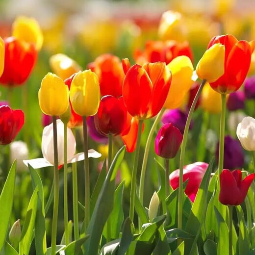 郁金香种球荷兰进口冬季耐寒室内外庭院花卉种子水培植物盆栽大球 检阅 5个球+肥（更便宜）