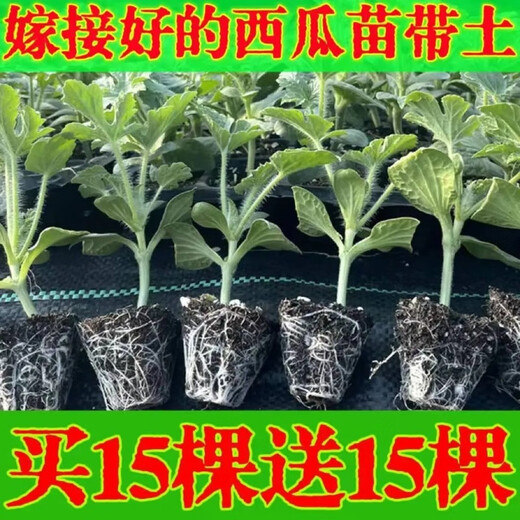 Watermelon seedlings grafted 8424 Extra Sweet Kirin Super Sweet Seedless Midu Watermelon Seedlings Potted Planting Watermelon Seedlings 2K Buy 4+2 (Real Harvest 6) + Fertilizer