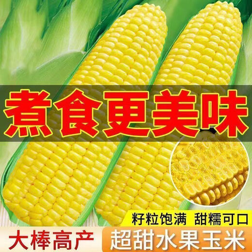 Sweet and crispy fruit corn big sticks, early maturing, fragrant and super sweet corn, eaten raw in the field for all seasons, high quality fruit corn seeds, newly planted in season - 2 packs, about 102 seeds