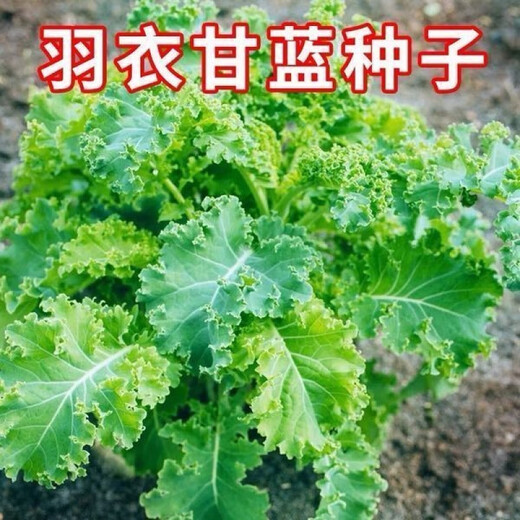 Kale seeds, cold-resistant edible olives on the balcony, easy to grow potted vegetable seeds in the field, kale seeds, a good choice for new species, 1 pack of about 200 capsules