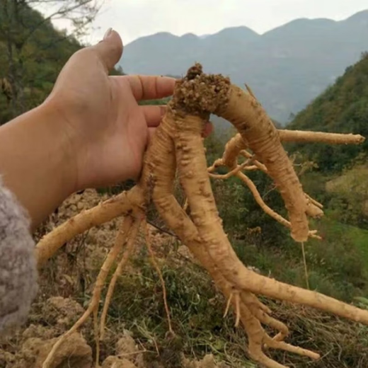 China's Hometown Codonopsis Codonopsis Seedlings Rooted Garden Potted Climbing Plant Seedlings Easy to Live in Four Seasons 3 Middle-aged Seedlings that Bloom in the Year