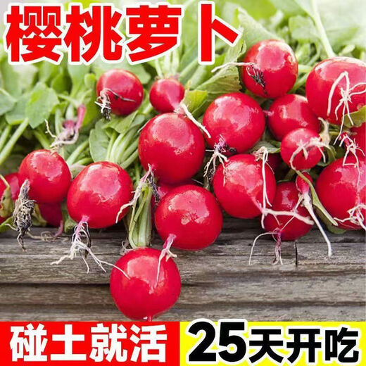 Qizhe Fruit Cherry Radish Seed Collection for Four Seasons Sowing White Radish and Carrot Seeds Balcony Potted Vegetable Seeds Fruit Cherry Radish Seeds 1 pack/300 capsules