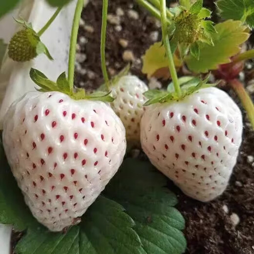 Family balcony potted plants for four seasons, creamy red strawberry seeds, large strawberry seeds, white strawberry fruit seeds, four seasons creamy red strawberry seeds, 3 packs