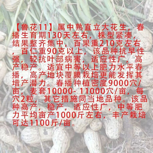 Super peanut seed original species Academy of Agricultural Sciences early-maturing shelled peanut seeds disease-resistant national Keluhua No. 8 seeds 500 grams One Jin Jin is equal to 0.5 kilograms
