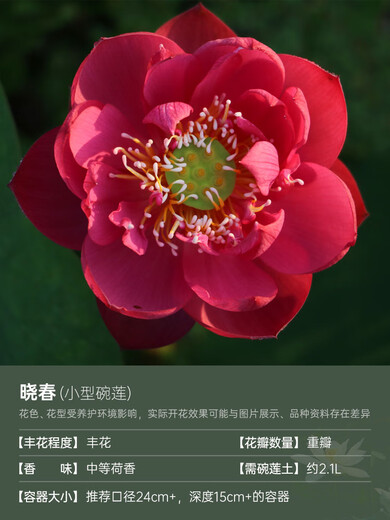 Miniature bol semis de lotus Lotus Plantes hydroponiques Lotus Small Lotus Se semis racine tige Lotus Whip Se semis de jardin Potted Naked Lotus Xiaochun [Small] 8-15cm