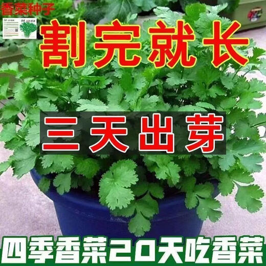 Easy to germinate large-leaf coriander seeds coriander seeds heat-resistant four-season balcony indoor potted seeds vegetable seeds four-season large-leaf coriander about 1000 capsules 1 pack