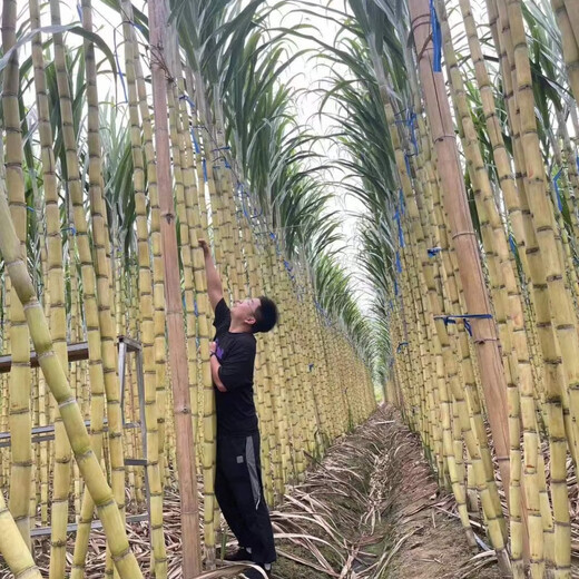 Fruit golden sugarcane seedling seeds planted in the north and south, sugarcane seedlings with buds, Guangxi yellow-skinned sugarcane seeds, 5 soft and sweet golden sugarcane seedlings, 3-4 buds each