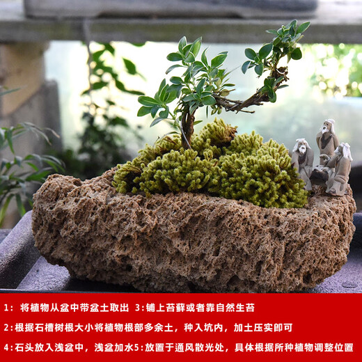 Stone flowerpot absorbent stone water stone original stone natural flowerpot with asparagus bamboo and calamus succulent plant micro landscape pot 13-17cm stone pot + tiger beard calamus package 2