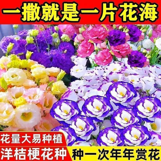 Lisianthus Flower Seeds Thornless Rose Seeds Indoor and Outdoor Flower Seeds Mixed Color Flower Seeds for Four Seasons Sowing Romantic Sea of Flowers Mixed Color Lisianthus Seeds New Seeds of the Season 3 Packs of Approximately 928 Capsules Blooming in All Seasons