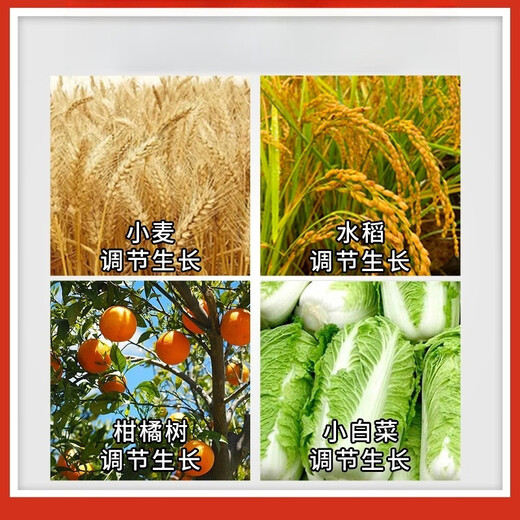 14 Hydroxybrassinonin Fruit Tree and Vegetable Disease Resistance Mitigation Phytotoxicity Resistance Drought and Frost Resistance Growth Regulator 100g*20 Bottles