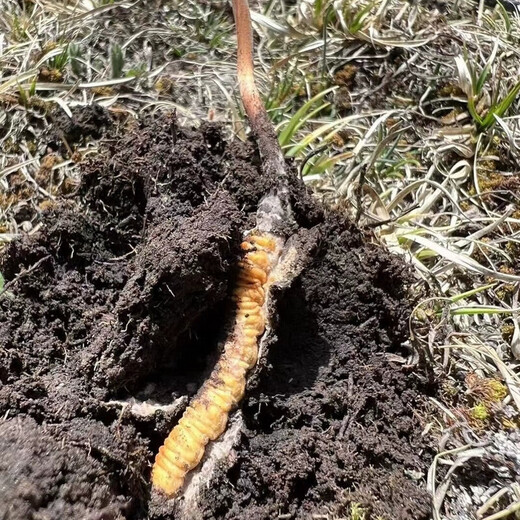 618超级彩蛋新鲜冬虫夏草2025年头期虫草正品领导高海拔送礼正宗鲜虫草过节 1.0-1.2克/根   100根鲜虫草