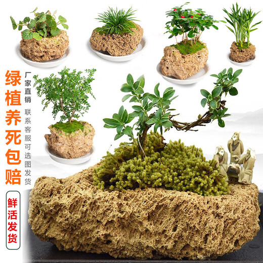 Stone flowerpot absorbent stone water stone original stone natural flowerpot with asparagus bamboo and calamus succulent plant micro landscape pot 13-17cm stone pot + tiger beard calamus package 2