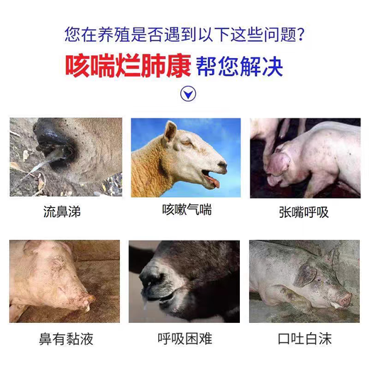 Mucan Veterinary Cough, Asthma, Feikang, Pig, Cattle and Sheep Mycoplasma Respiratory Infection, Pneumonia, Pneumonia, Cough, Asthma, Difficulty Breathing, Triple Antibodies (1 Box) One Shot Effective