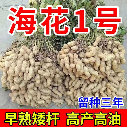 Shandong Haihua No. 1 Peanut Seed Academy of Agricultural Sciences Thin-shell Large Peanut Seed Wholesale 3Jin Jin equals 0.5kg