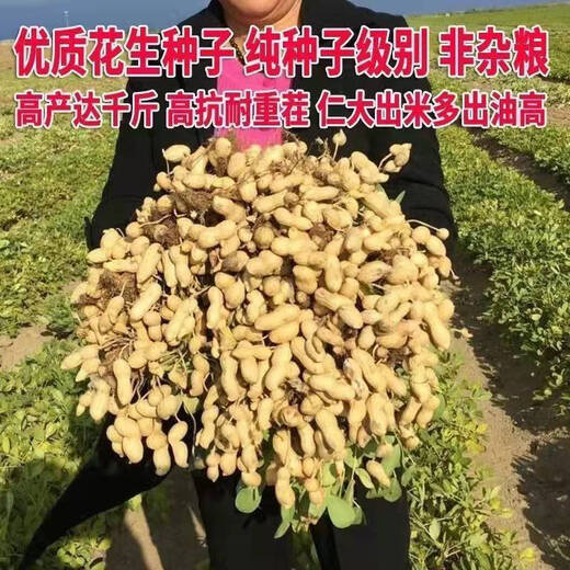 Super peanut seed original species Academy of Agricultural Sciences early-maturing shelled peanut seeds disease-resistant national Keluhua No. 8 seeds 500 grams One Jin Jin is equal to 0.5 kilograms