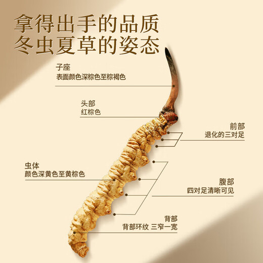 
Tongrentang Tongrentang Tibetan wild cordyceps about 4 roots/g10g about 40 roots Cordyceps gift box same price 618