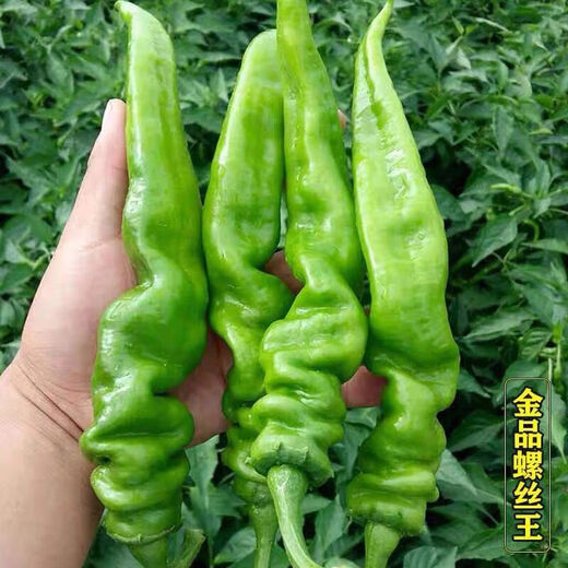Four Seasons Planting Extra Large Spicy Pepper Thin-Skinned Spicy Chili Seeds Hangzhou Pepper Garden Potted Seasonal Vegetables Spicy Big Fruit Spicy Pepper Seeds New Species Selected 205 7WQ