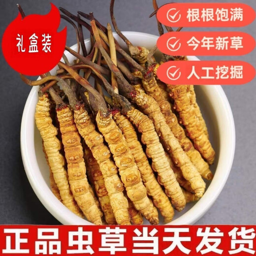 西那藏曲冬虫夏草精选虫草足干虫草高海拔头期冬虫夏草礼盒可选 那曲虫草3根1克100条-送10条