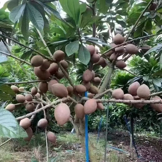 New variety of Magana Mommy fruit saplings in the north and south potted courtyards that bear fruit in the current year 1.5cm (inclusive)-2cm 1-year seedlings without roots 1