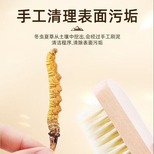 紫蓝花海【西藏那曲】正宗野生冬虫夏草新干虫草高端滋补礼盒送父母长辈 【西藏那曲甄选】野生·5条/g 10克装